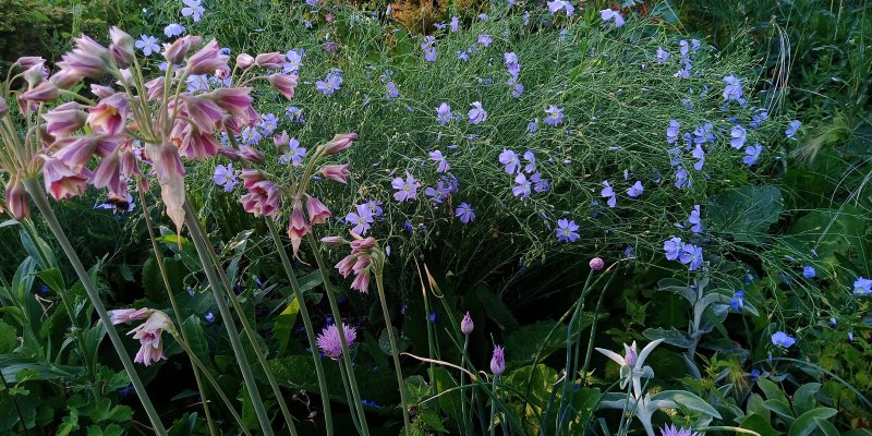 Linum perenne subsp. montanum Sinipellava